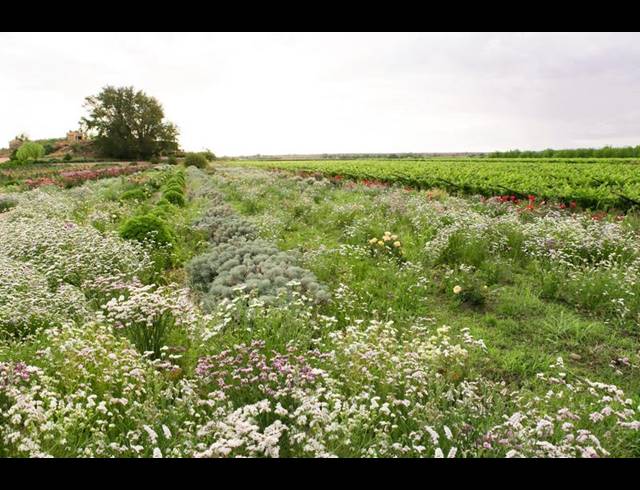 FARM FOR SALE IN UPINGTON CENTRAL